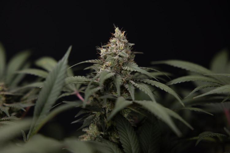 London Pound Cake 🍰 - Zamnesia x B&B. Week 12 - London Pound Cake #2 - Harvest Day