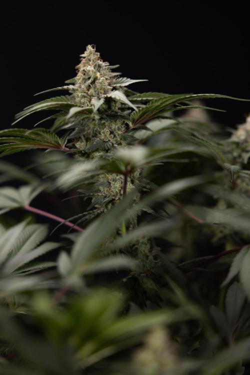 London Pound Cake 🍰 - Zamnesia x B&B. Week 12 - London Pound Cake #2 - Harvest Day