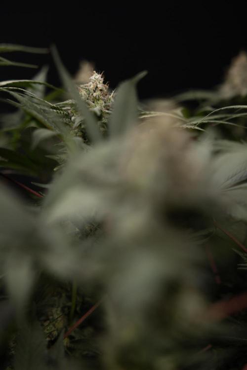 London Pound Cake 🍰 - Zamnesia x B&B. Week 12 - London Pound Cake #2 - Harvest Day