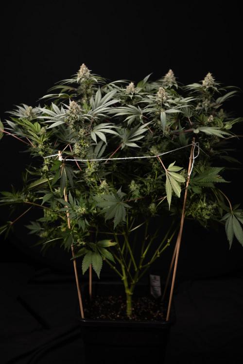 London Pound Cake 🍰 - Zamnesia x B&B. Week 12 - London Pound Cake #2 - Harvest Day