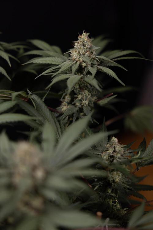 London Pound Cake 🍰 - Zamnesia x B&B. Week 12 - London Pound Cake #2 - Harvest Day