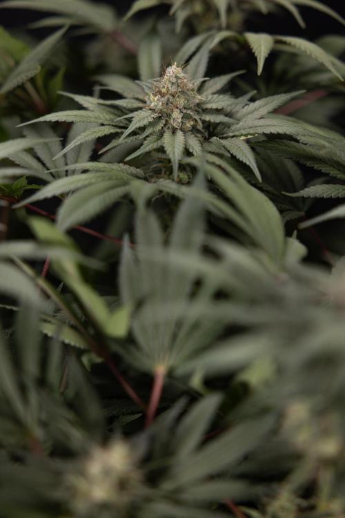 London Pound Cake 🍰 - Zamnesia x B&B. Week 12 - London Pound Cake #2 - Harvest Day