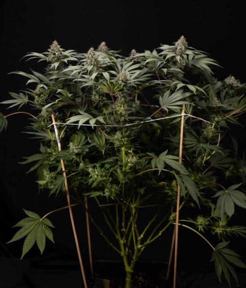London Pound Cake 🍰 - Zamnesia x B&B. Week 12 - London Pound Cake #2 - Harvest Day