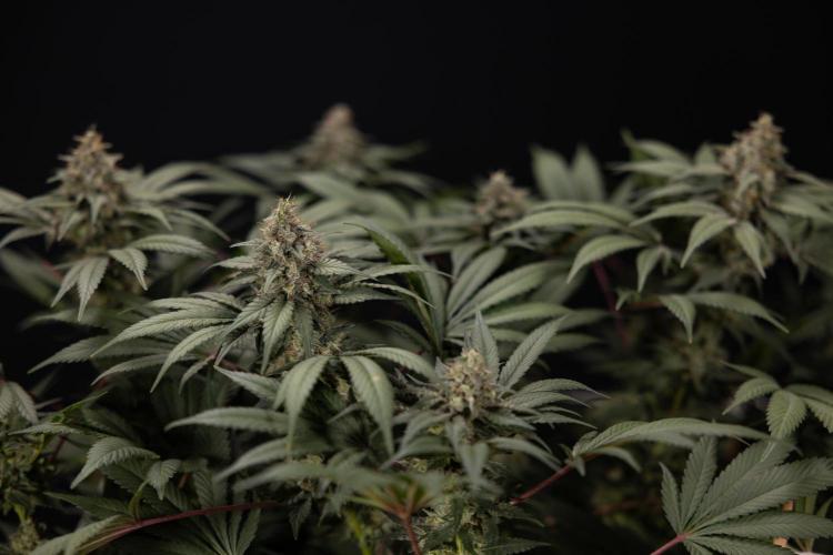 London Pound Cake 🍰 - Zamnesia x B&B. Week 12 - London Pound Cake #2 - Harvest Day