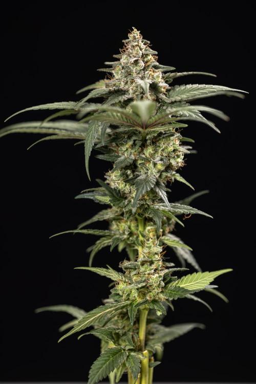 London Pound Cake 🍰 - Zamnesia x B&B. Week 12 - London Pound Cake #2 - Harvest Day