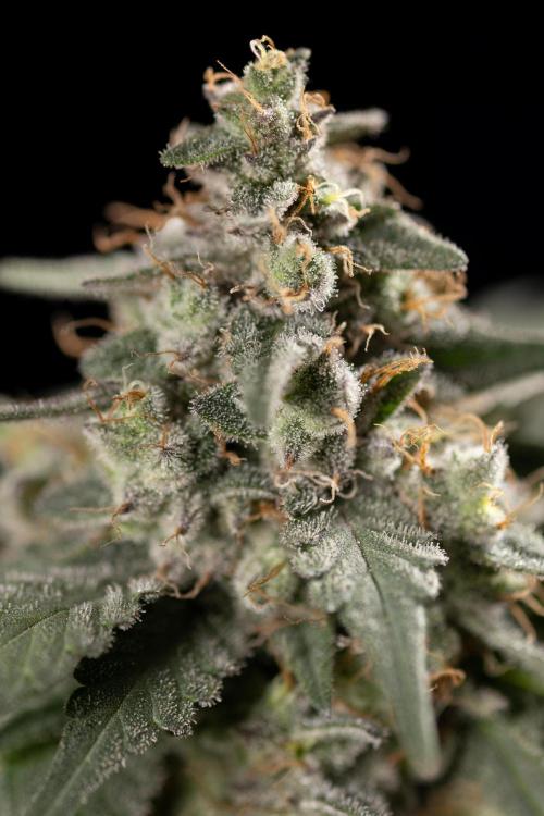 London Pound Cake 🍰 - Zamnesia x B&B. Week 12 - London Pound Cake #2 - Harvest Day
