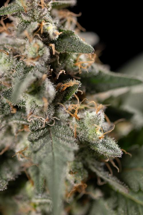 London Pound Cake 🍰 - Zamnesia x B&B. Week 12 - London Pound Cake #2 - Harvest Day