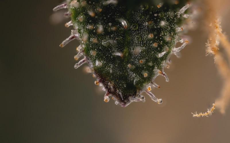 London Pound Cake 🍰 - Zamnesia x B&B. Week 12 - London Pound Cake #2 - Micro Worlds