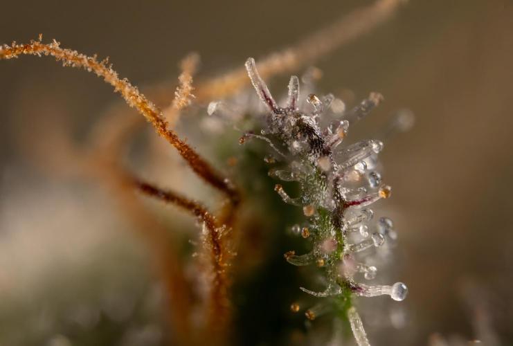 London Pound Cake 🍰 - Zamnesia x B&B. Week 12 - London Pound Cake #2 - Micro Worlds