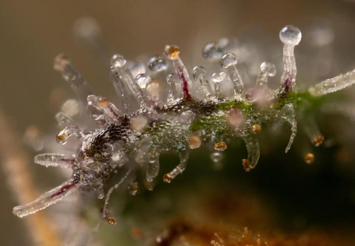London Pound Cake 🍰 - Zamnesia x B&B. Week 12 - London Pound Cake #2 - Micro Worlds