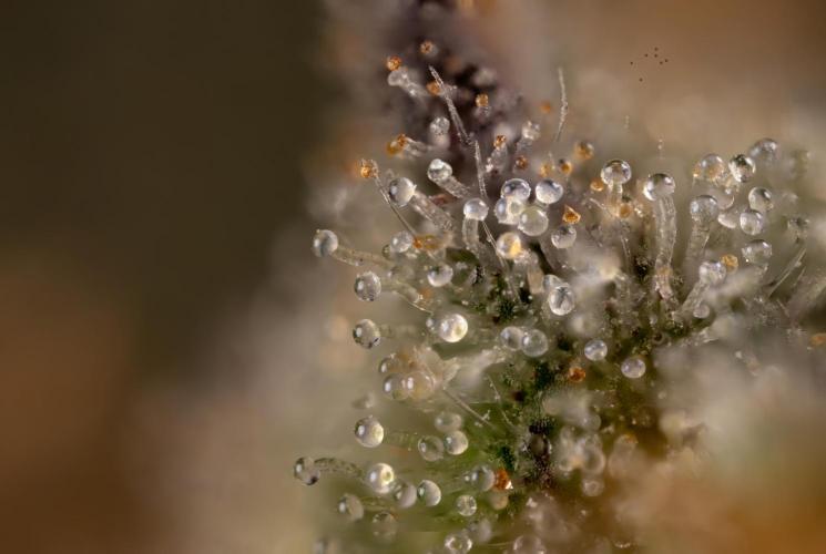 London Pound Cake 🍰 - Zamnesia x B&B. Week 12 - London Pound Cake #2 - Micro Worlds