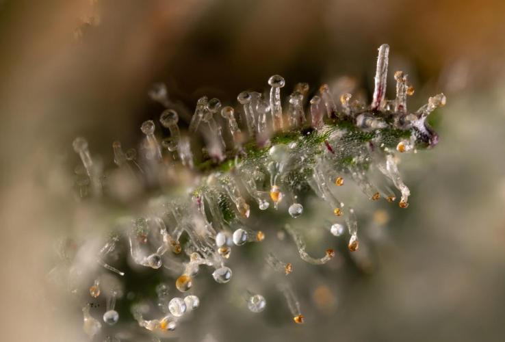London Pound Cake 🍰 - Zamnesia x B&B. Week 12 - London Pound Cake #2 - Micro Worlds