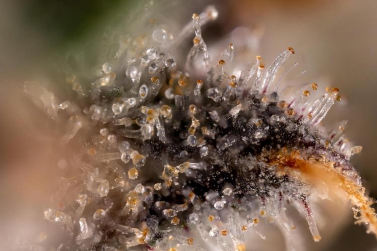 London Pound Cake 🍰 - Zamnesia x B&B. Week 12 - London Pound Cake #2 - Micro Worlds