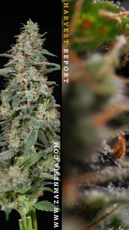 Blueberry Crumble 🔵 Auto - Z x B&B