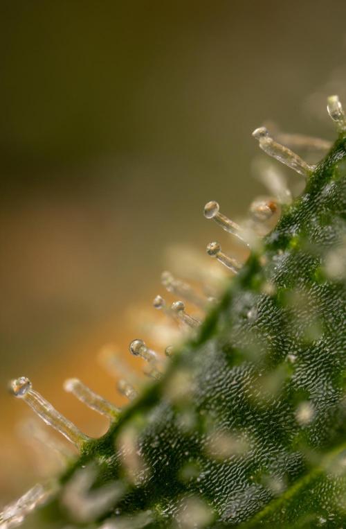Blueberry Crumble 🔵 Auto - Z x B&B. Week 10 - Blueberry Crumble #2 - MIcro Worlds 