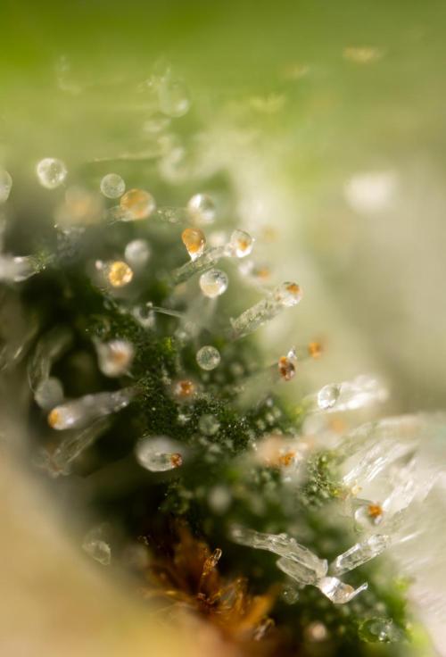 Blueberry Crumble 🔵 Auto - Z x B&B. Week 10 - Blueberry Crumble #2 - MIcro Worlds 