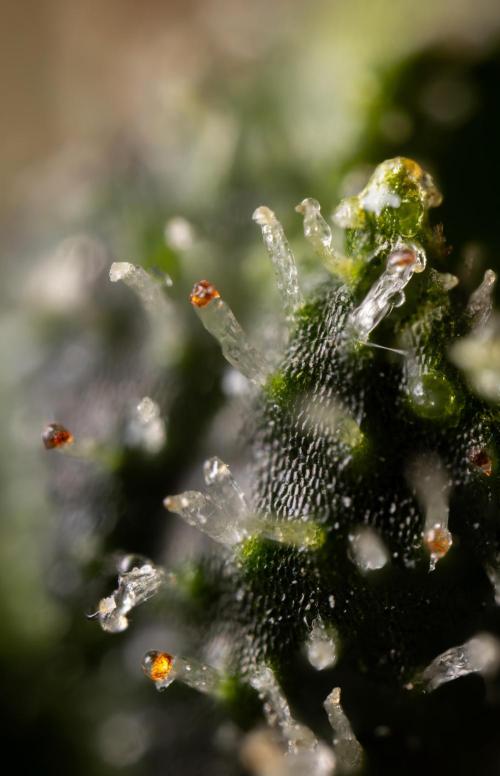 Blueberry Crumble 🔵 Auto - Z x B&B. Week 10 - Blueberry Crumble #2 - MIcro Worlds 