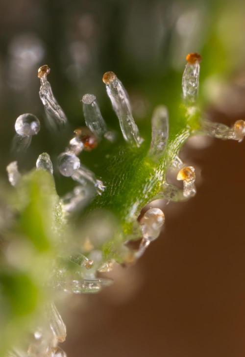 Blueberry Crumble 🔵 Auto - Z x B&B. Week 10 - Blueberry Crumble #2 - MIcro Worlds 
