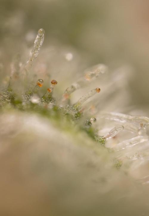 Blueberry Crumble 🔵 Auto - Z x B&B. Week 10 - Blueberry Crumble #2 - MIcro Worlds 