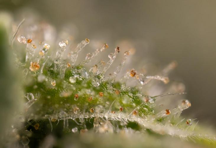 Blueberry Crumble 🔵 Auto - Z x B&B. Week 10 - Blueberry Crumble #2 - MIcro Worlds 