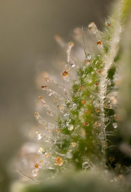 Blueberry Crumble 🔵 Auto - Z x B&B. Week 10 - Blueberry Crumble #2 - MIcro Worlds 