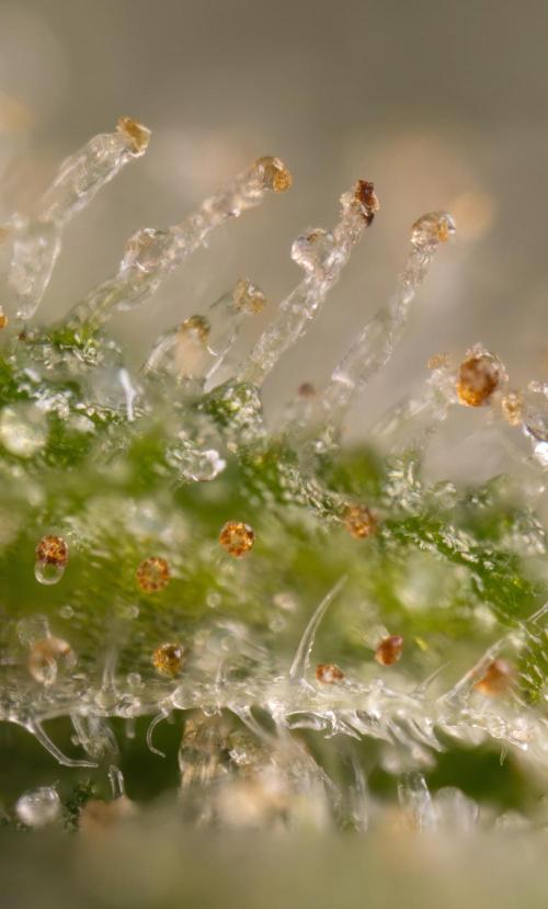 Blueberry Crumble 🔵 Auto - Z x B&B. Week 10 - Blueberry Crumble #2 - MIcro Worlds 