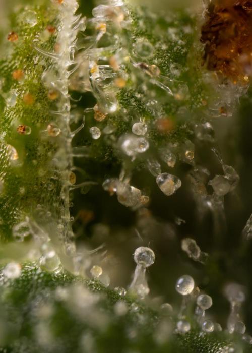 Blueberry Crumble 🔵 Auto - Z x B&B. Week 10 - Blueberry Crumble #2 - MIcro Worlds 
