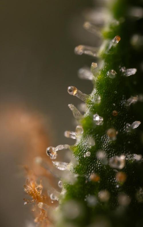 Blueberry Crumble 🔵 Auto - Z x B&B. Week 10 - Blueberry Crumble #2 - MIcro Worlds 