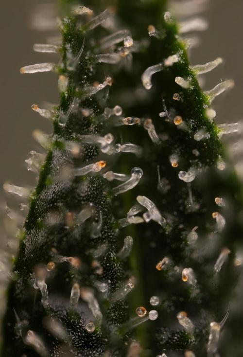 Blueberry Crumble 🔵 Auto - Z x B&B. Week 10 - Blueberry Crumble #2 - MIcro Worlds 