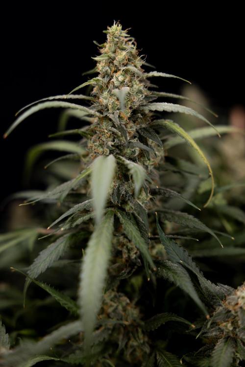 Blueberry Crumble 🔵 Auto - Z x B&B. Week 10 - Blueberry Crumble #2 - Harvest Day