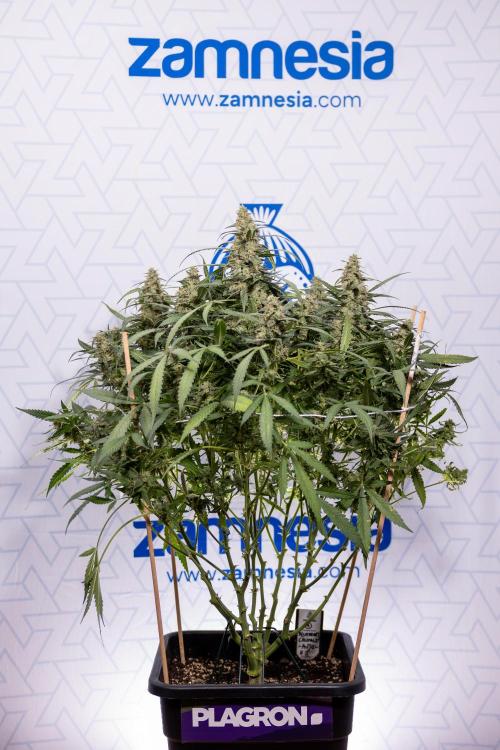 Blueberry Crumble 🔵 Auto - Z x B&B. Week 10 - Blueberry Crumble #2 - Harvest Day