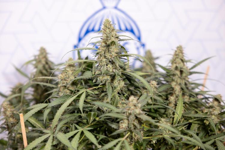 Blueberry Crumble 🔵 Auto - Z x B&B. Week 10 - Blueberry Crumble #2 - Harvest Day