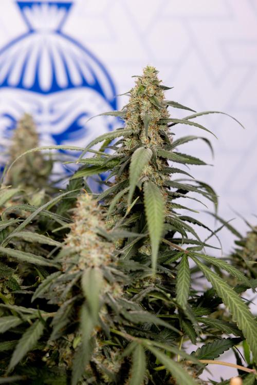 Blueberry Crumble 🔵 Auto - Z x B&B. Week 10 - Blueberry Crumble #2 - Harvest Day