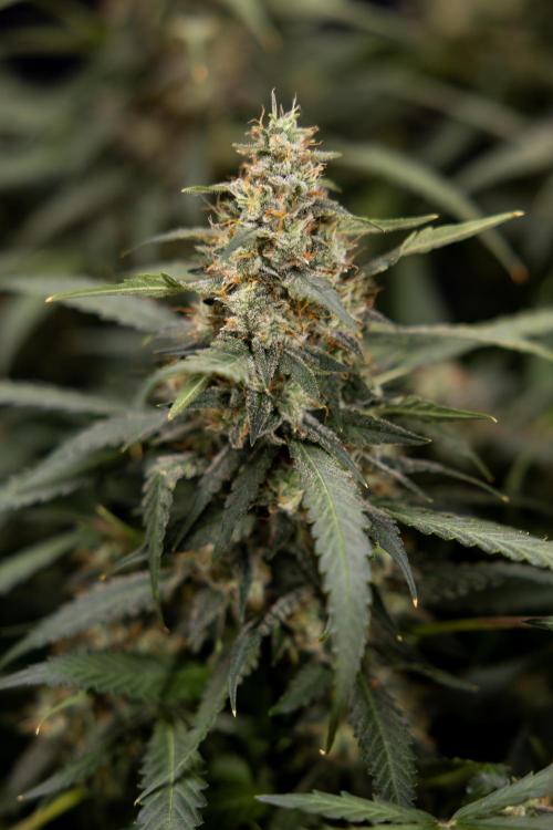 Blueberry Crumble 🔵 Auto - Z x B&B. Week 10 - Blueberry Crumble #2 - Harvest Day