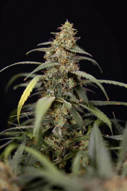 Blueberry Crumble 🔵 Auto - Z x B&B. Week 10 - Blueberry Crumble #2 - Harvest Day