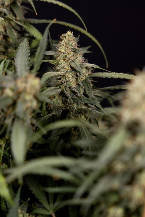 Blueberry Crumble 🔵 Auto - Z x B&B. Week 10 - Blueberry Crumble #2 - Harvest Day