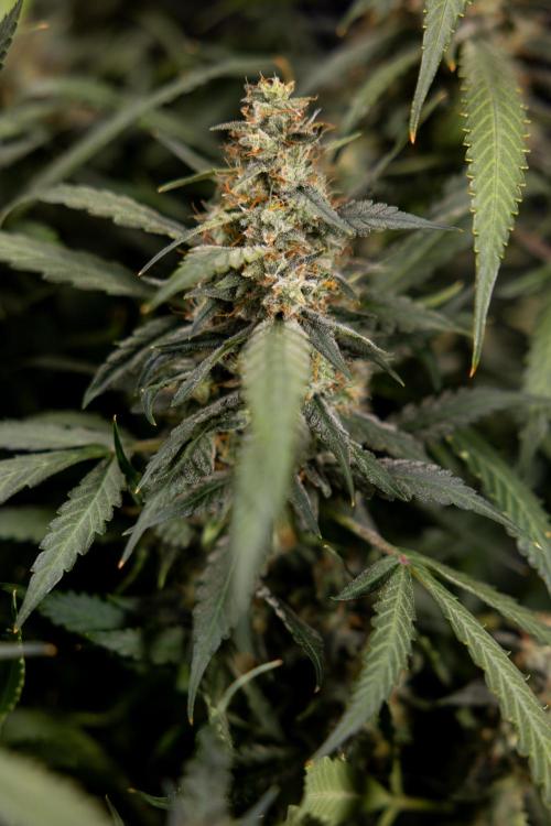 Blueberry Crumble 🔵 Auto - Z x B&B. Week 10 - Blueberry Crumble #2 - Harvest Day