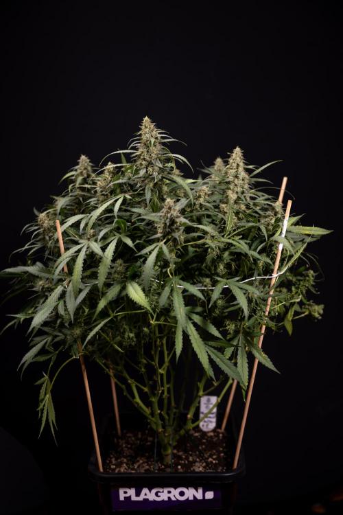 Blueberry Crumble 🔵 Auto - Z x B&B. Week 10 - Blueberry Crumble #2 - Harvest Day