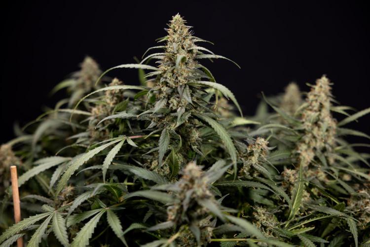 Blueberry Crumble 🔵 Auto - Z x B&B. Week 10 - Blueberry Crumble #2 - Harvest Day
