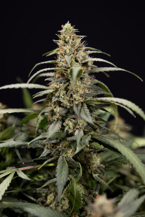Blueberry Crumble 🔵 Auto - Z x B&B. Week 10 - Blueberry Crumble #2 - Harvest Day
