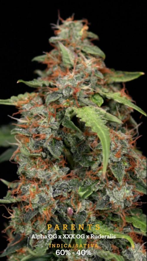 Godfather OG ✞ Auto - Zamnesia x B&B