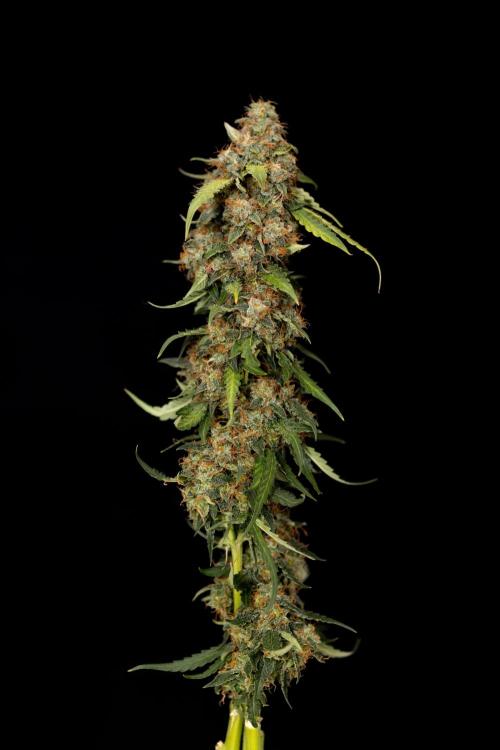 Godfather OG ✞ Auto - Zamnesia x B&B. Week 12 - Godfather OG #2 - Harvest Day