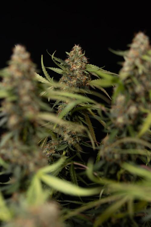 Godfather OG ✞ Auto - Zamnesia x B&B. Week 12 - Godfather OG #2 - Harvest Day