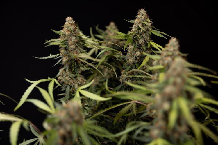 Godfather OG ✞ Auto - Zamnesia x B&B. Week 12 - Godfather OG #2 - Harvest Day