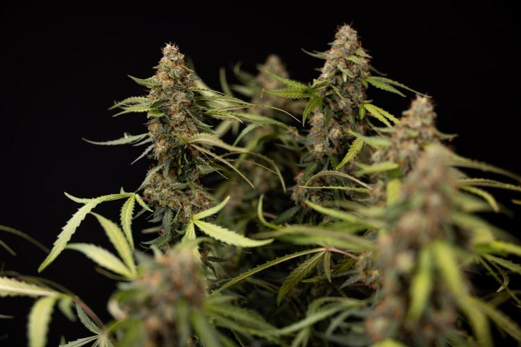 Godfather OG ✞ Auto - Zamnesia x B&B. Week 12 - Godfather OG #2 - Harvest Day
