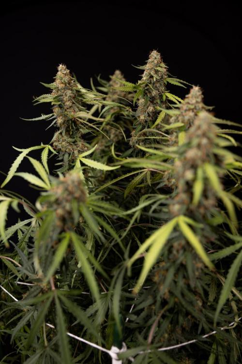 Godfather OG ✞ Auto - Zamnesia x B&B. Week 12 - Godfather OG #2 - Harvest Day