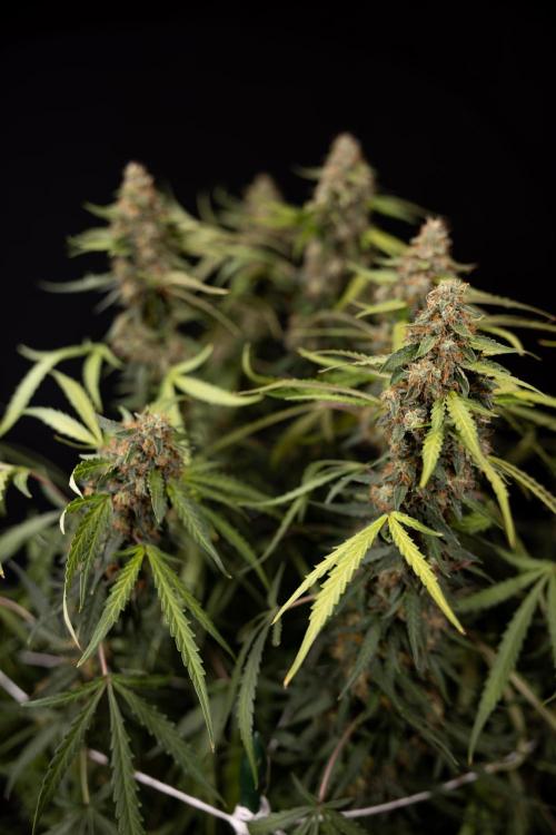 Godfather OG ✞ Auto - Zamnesia x B&B. Week 12 - Godfather OG #2 - Harvest Day