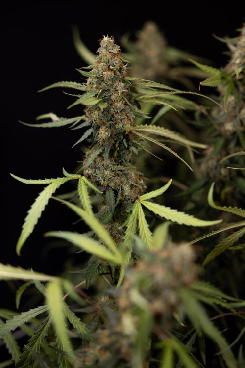 Godfather OG ✞ Auto - Zamnesia x B&B. Week 12 - Godfather OG #2 - Harvest Day