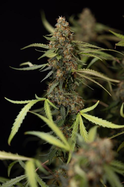 Godfather OG ✞ Auto - Zamnesia x B&B. Week 12 - Godfather OG #2 - Harvest Day