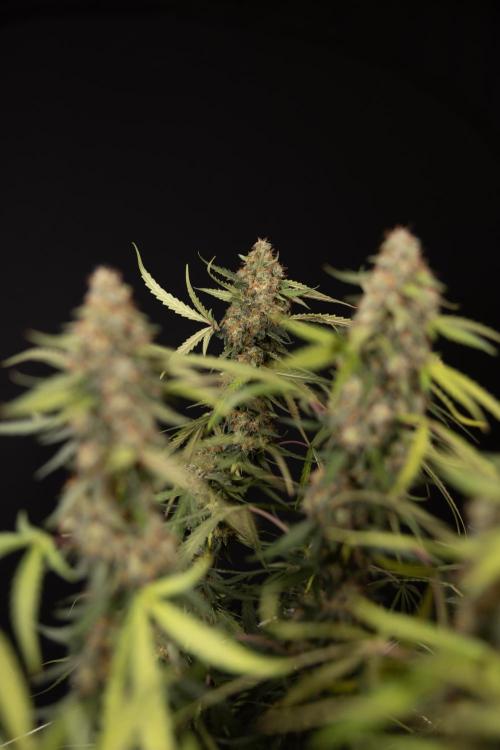 Godfather OG ✞ Auto - Zamnesia x B&B. Week 12 - Godfather OG #2 - Harvest Day